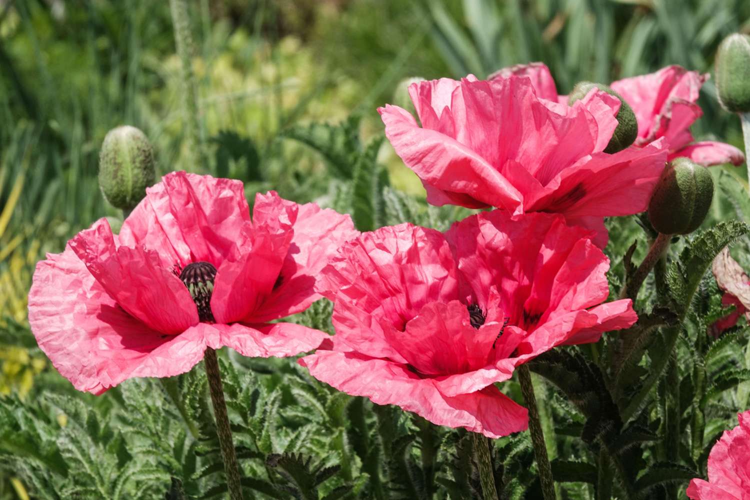 Idänunikko 'Watermelon'